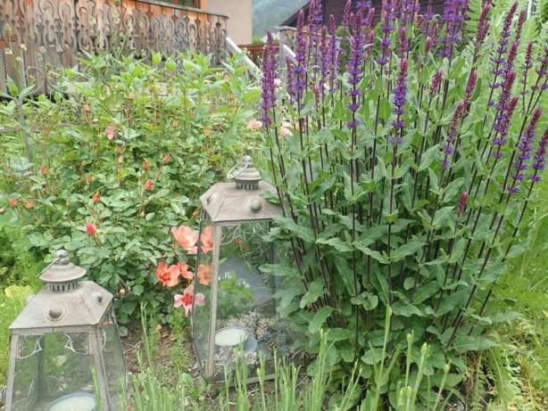 Plantes Aromatiques Jardin Alpin Chalet Hôtel Hermitage